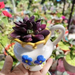 Venta De Plantas Naturales. Sale of natural plants 