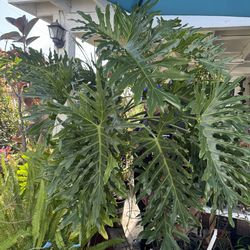 Split Leaf Philodendron