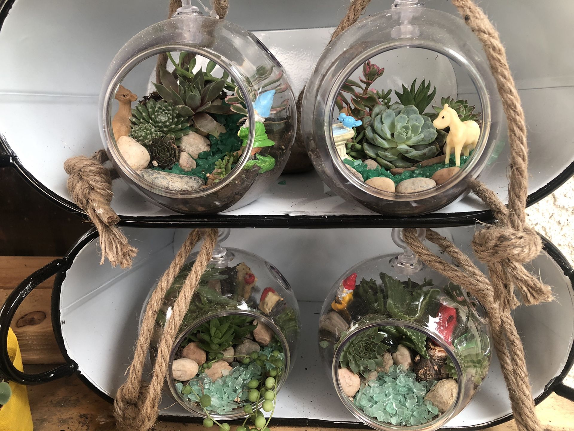Fairy Garden Succulents