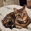 sanela
