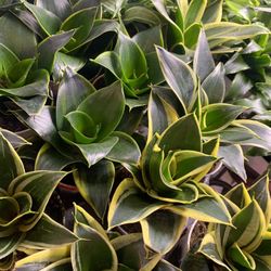 4” Pot Size: Snake Plant Sansevieria Assortment ‘Mother-In-Law’s Tongue’; $10 Each