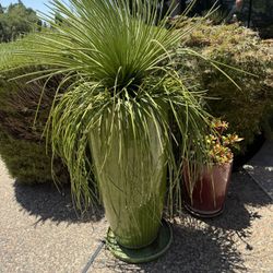 Large Ceramic Pot Includes Plant!