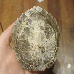 Small Snapping Turtle Shell