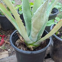 Agave havardiana (Havard's Century Plant)