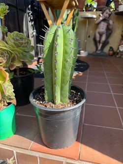 Stetsonia Coryne Toothpick Cactus
