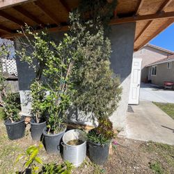 Trees For Sale