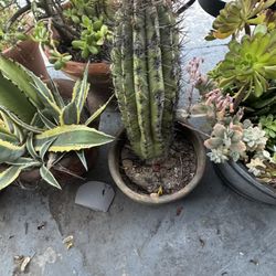 Plants For sale 