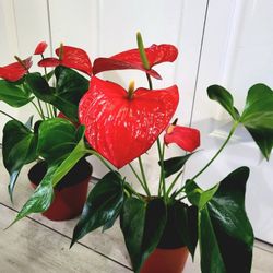 🌿Healthy Live Air Purifying Houseplant Beautiful Flamingo Flower Anthurium Plant 16" In Pot 6" ~ $20/ea