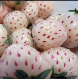 White strawberry plants