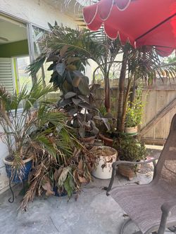 Free plants