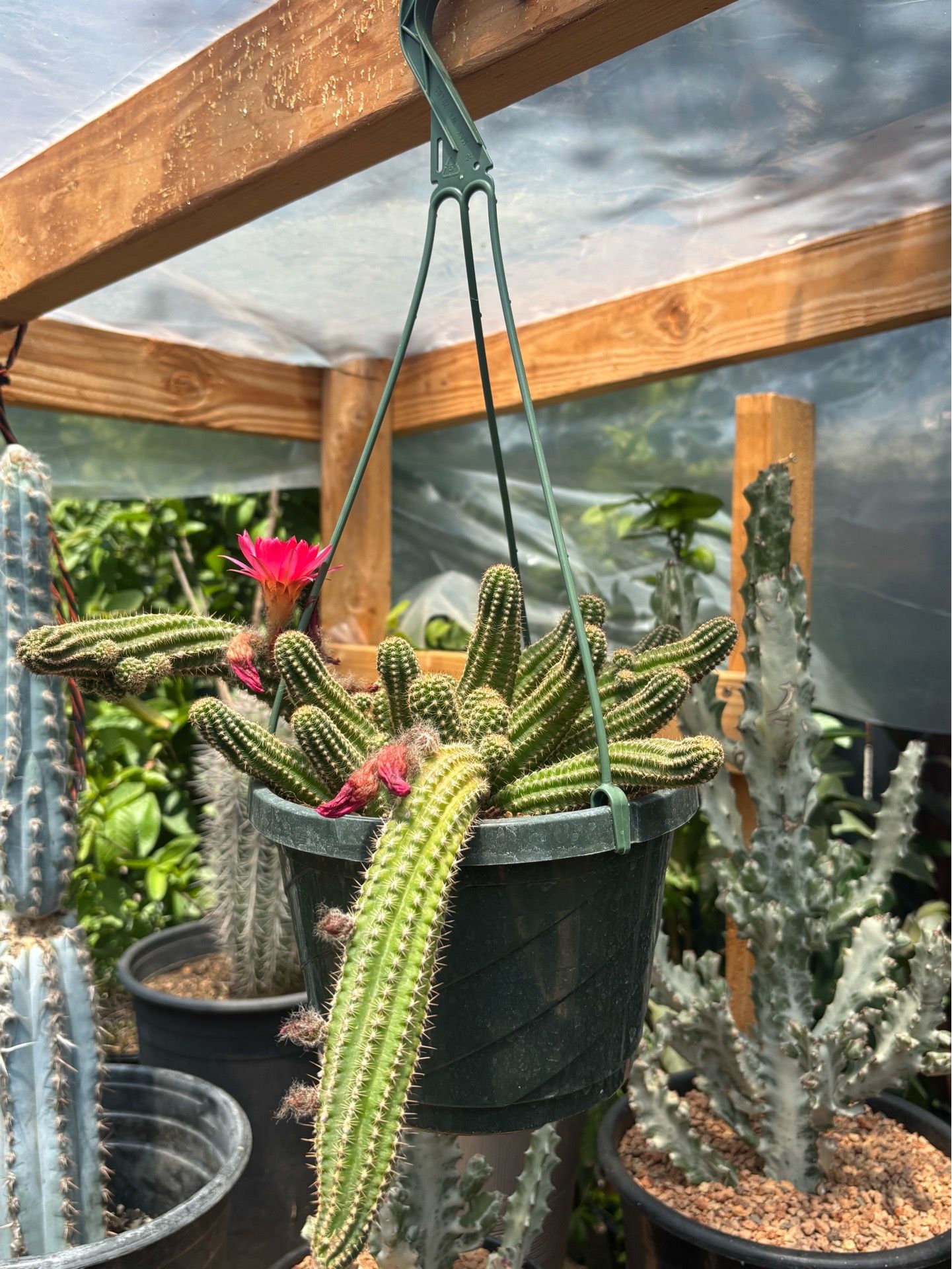 Pink peanut cactus 🌵🥜🌸🌸