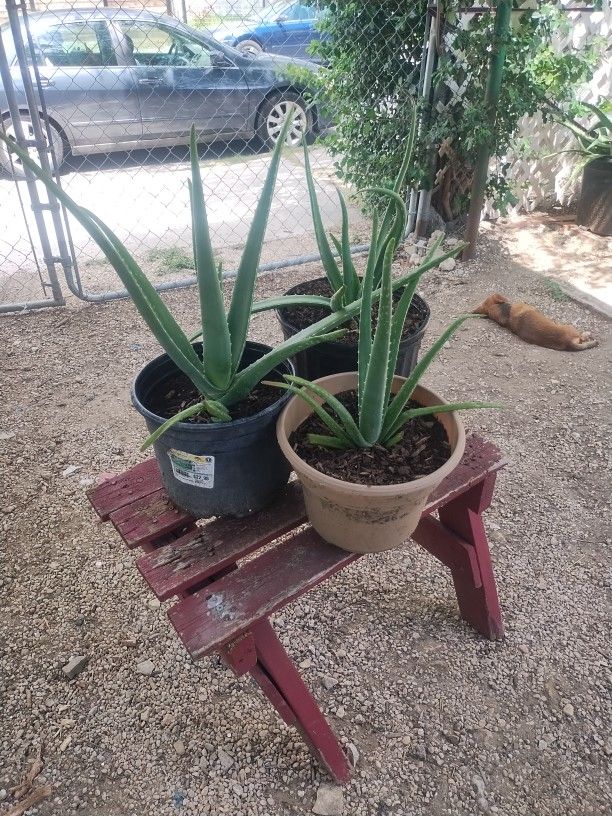 Aloe Vera Plants