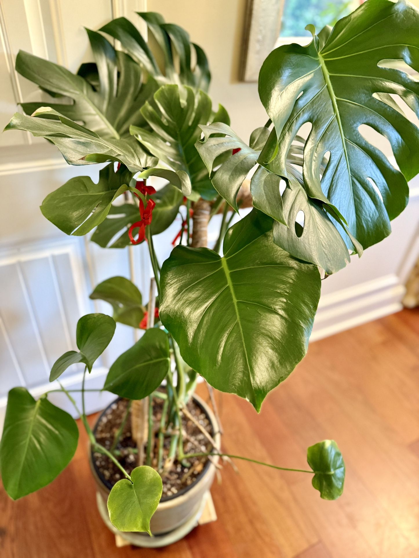 Floor Size Large Monstera Pot (+4-5 Feet Tall)