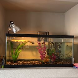 60 Gallon Fish/turtle Tank 