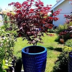 Beautiful Maple 
