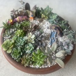 Succulent Arrangement 