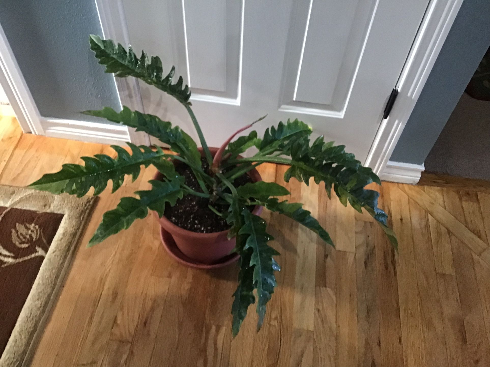 Plant