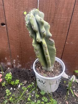 Cactus/cacti Plant
