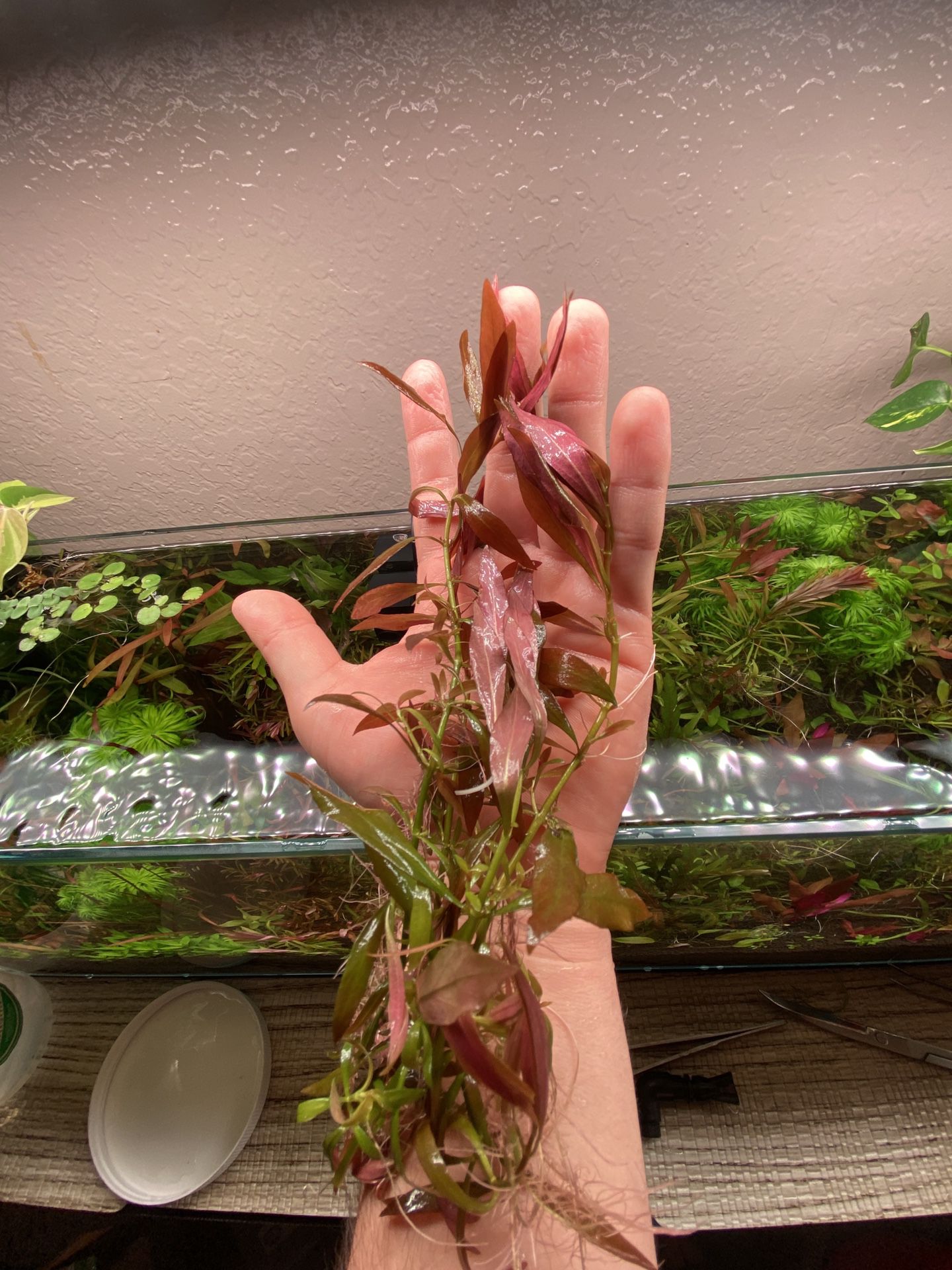 Aquarium/ Aquatic Plants For A Fish Tank