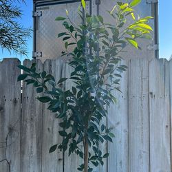 Faicas / Laurel De La India / Ficus Tree