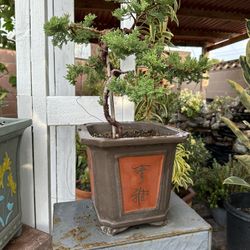 Bonsai Juniper 