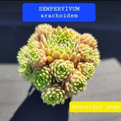 SEMPERVIVUM. Super Nice. Rooted 2.5 In Pot $8