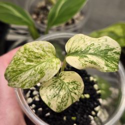 Monstera White Monster 