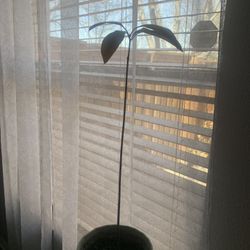 Avocado plant !  Please! 