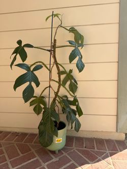 Large Mature Philodendron Squamiferum – Rare Fuzzy Stem Climbing Plant + Pot