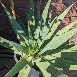 Aloe Vera Plant 