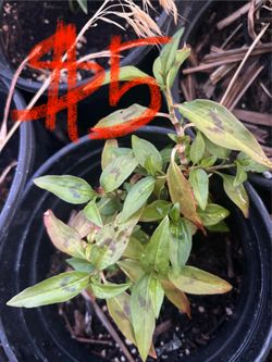 Asian vegetable