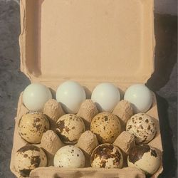Quail Eggs / Huevos De Godorniz