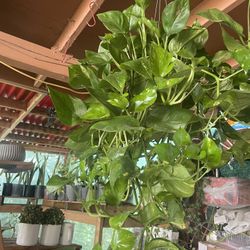 HERMOSAS PLANTAS NATURALES “GOLDEN POTHOS PLANT “