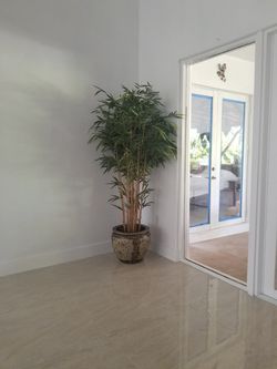 Bamboo with pot
