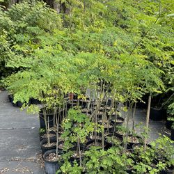 Moringa tree