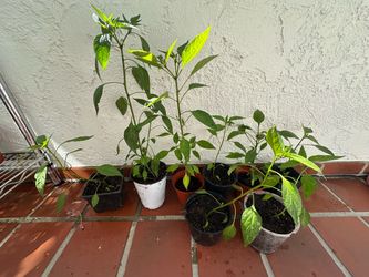 Thai chili plant