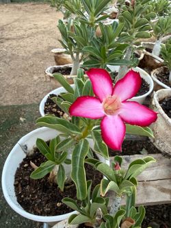 Desert Rose