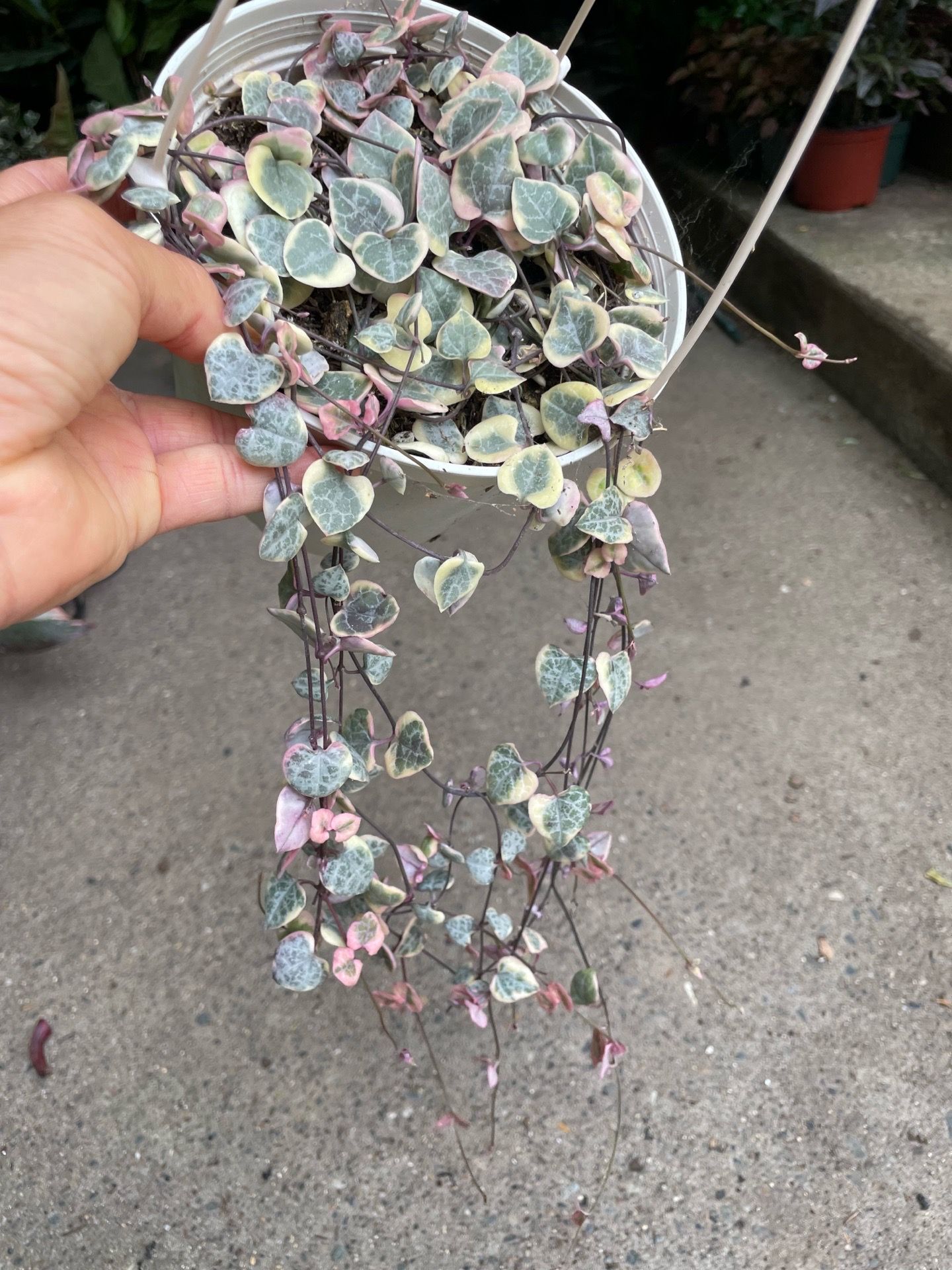 String of heart, variegated; Exact plant; now$30 price firm 95820