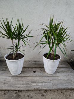 Dracaena Trees