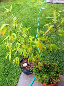 Black Bamboo