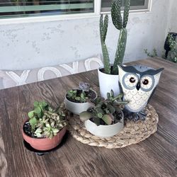 Set of Cactus Plants And Pots 