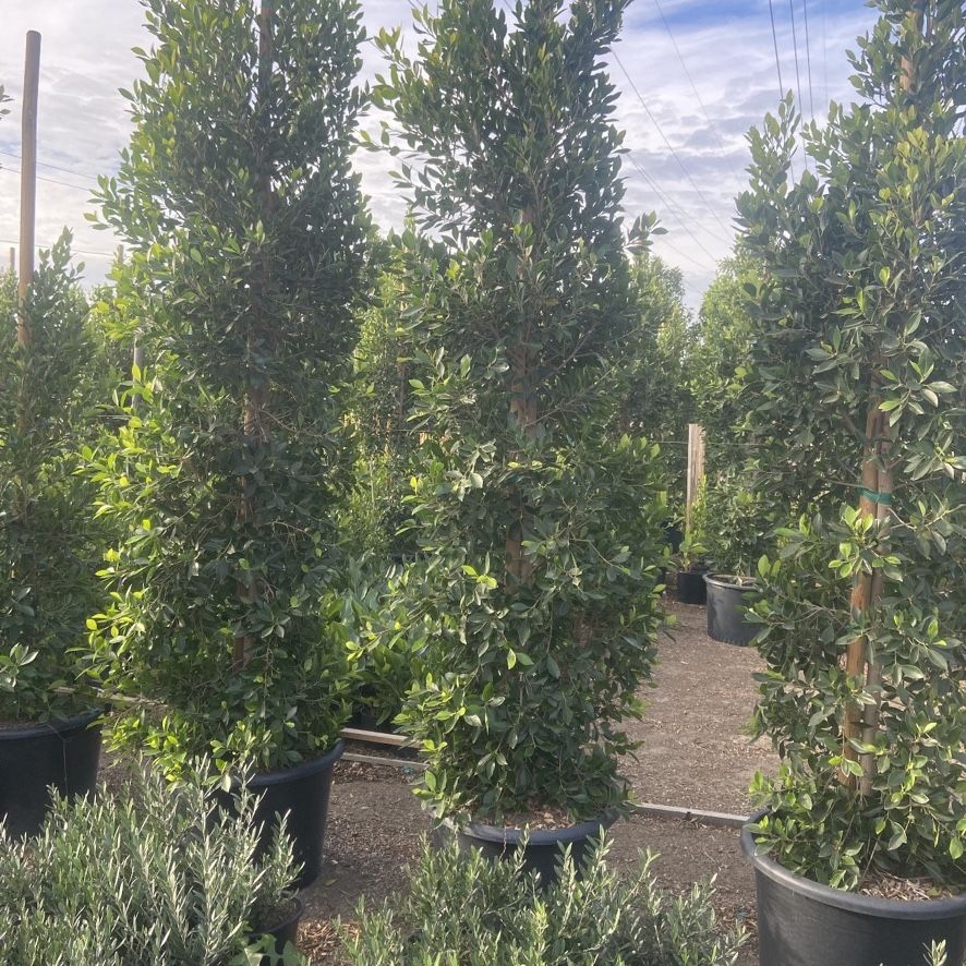 Ficus Trees