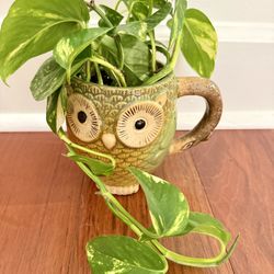 Indoor Plant In Coffee Mug