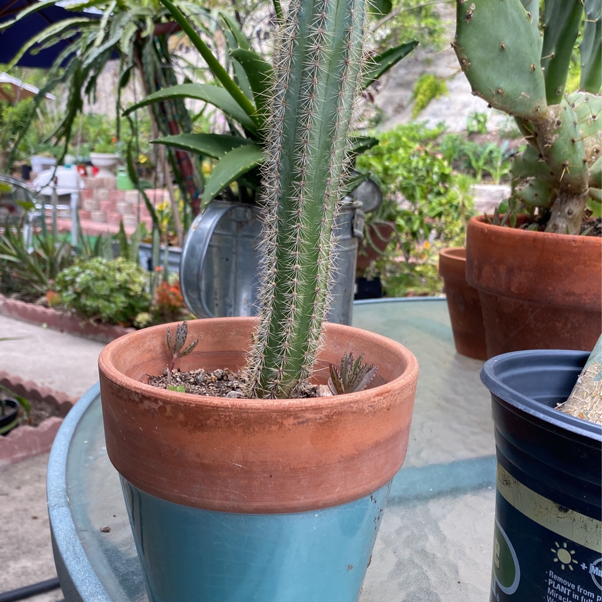 Cactus prickly pear, Opuntia  Saguaro and Succulents 