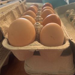 Backyard Brown Chicken Eggs $6