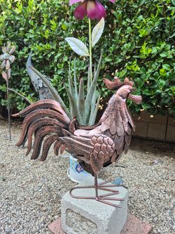 Rooster