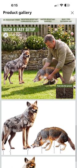 Coyote Decoy Yard Stakes Set of 2