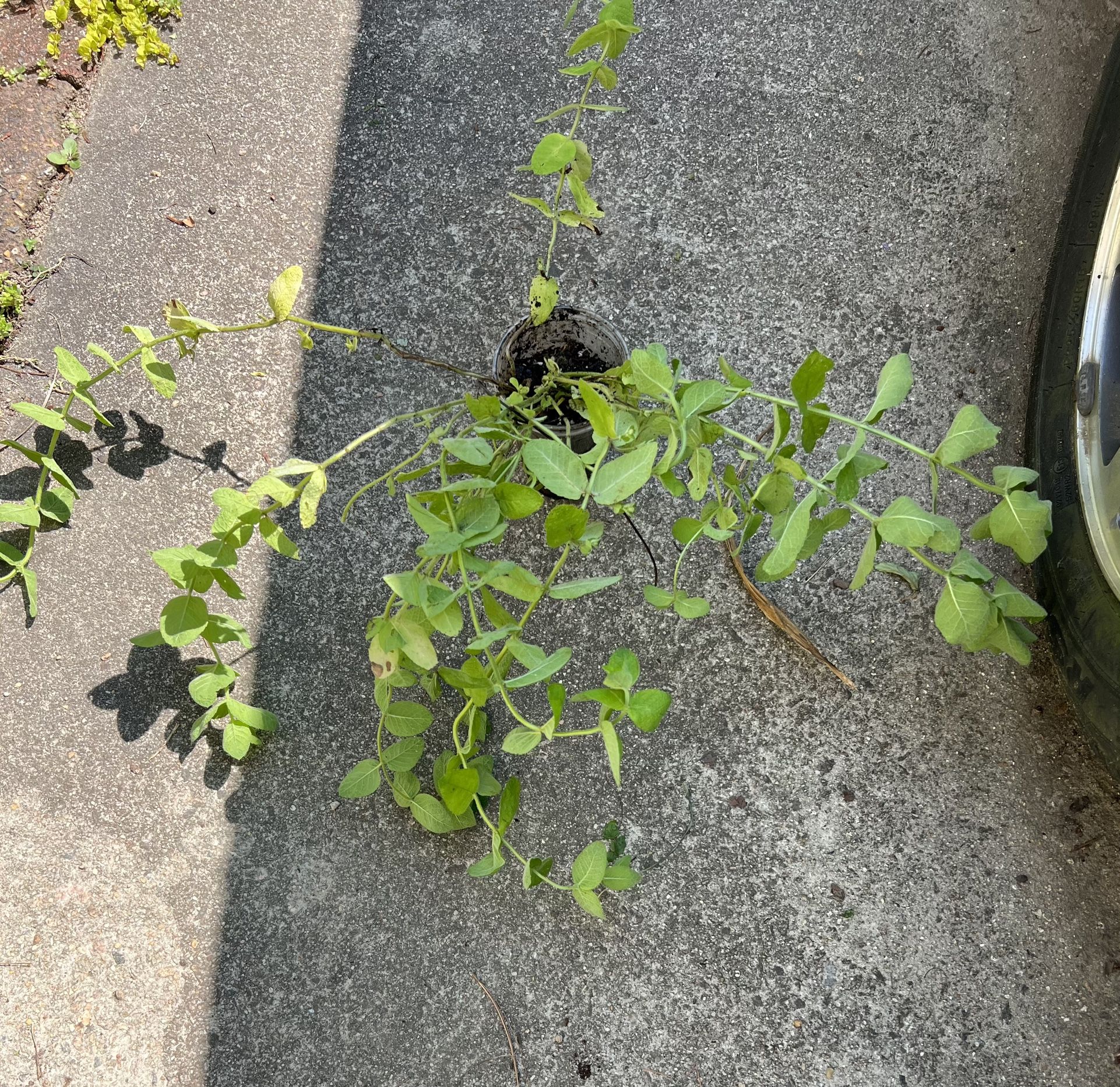 Huge Perennial Plant Sale (prices And Description Below) Buy 3 Get 1 Free