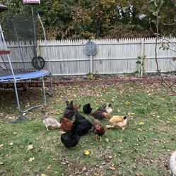 Fresh Organic Chicken Eggs. 
