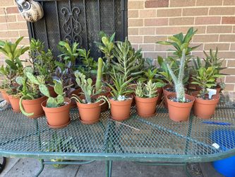Macetas Muy Bonitas De Diferentes Plantitas a $8 Cada Una
